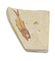 Sdedenhorstia hayi (Cretaceous)