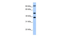 Anti-MCM3 Rabbit Polyclonal Antibody