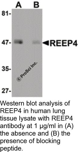 Antibody REEP4 0.1MG