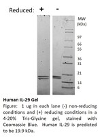 Human Recombinant IL-29 (from E. coli)