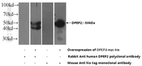 Anti-DPEP2 Rabbit Polyclonal Antibody