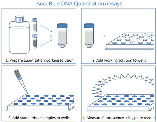 The AccuBlue Broad Range dsDNA Quantitation Solution