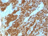 Anti-CD45RA Mouse Monoclonal Antibody [clone: 111-1C5]
