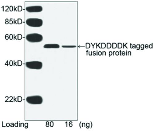 The* DYKDDDDK Tag [Hrp], Monoclonal Antibody