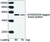 Anti-DYKDDDDK Tag Mouse Monoclonal Antibody [clone: 5A8E5] (HRP (Horseradish Peroxidase))