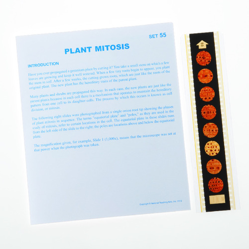 PLANT MITOSIS MICROSLIDESET/15WORKSHEET