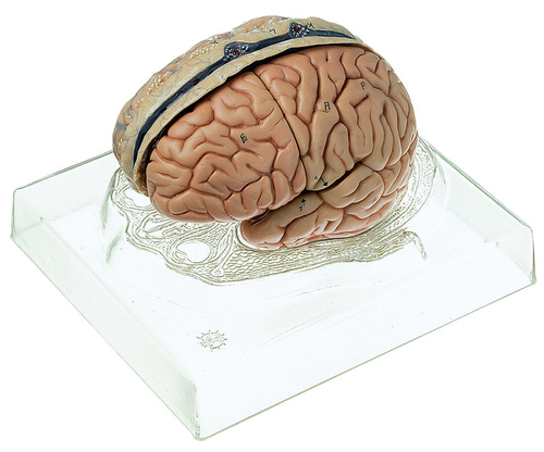 MODEL BRAIN WITH DURAMATTER