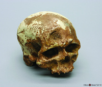 Bone Clones® Cro-Magnon 1 Craniums