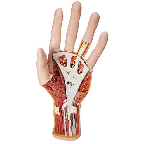 MDL HAND STRUCTURE 3 PRT
