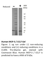 Human Recombinant MCP-3 / CCL7 (from E. coli)
