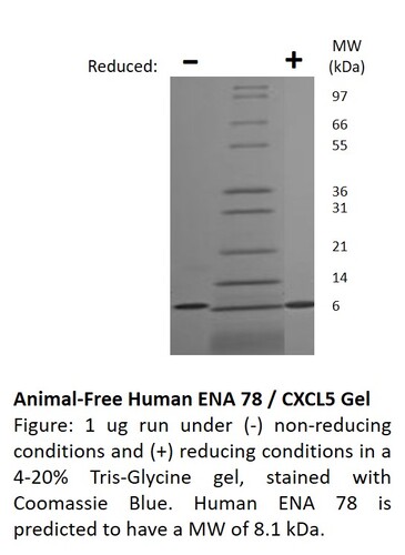 Human Recombinant ENA 78 / CXCL5 (5-78 aa) (from <i>E. coli</i>)