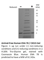 Human Recombinant ENA 78 / CXCL5 (5-78 aa) (from E. coli)