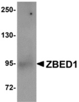 Anti-ZBED1 Rabbit Polyclonal Antibody