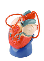 Denoyer-Geppert® 'Unbreakable' Heart Models