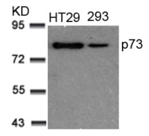 P73 (Ab 99) Antibody