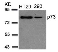 Anti-TP73 Rabbit Polyclonal Antibody