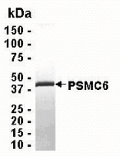 PSMC6 Recombinant Protein, Species: Human, Host: E. coli