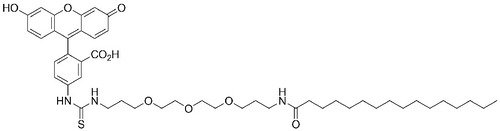 FITC-PALMITATE CONJUGATE 5MG