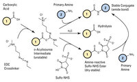 Sulfo-NHS (N-Hydroxysulfosuccinimide sodium salt), Pierce™