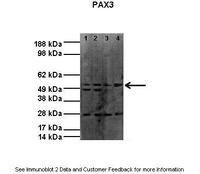 Anti-PAX3 Rabbit Polyclonal Antibody