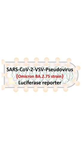 VSV-Pseudovirus_SARS-CoV-2 Omicron BA.2.75 Strain Spike with Luciferase Reporter