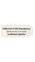 VSV-Pseudovirus_SARS-CoV-2 Omicron BA.2.75 Strain Spike with Luciferase Reporter