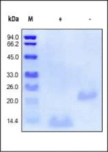 BMP 2 Recombinant Protein