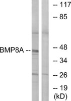Anti-BMP8a Rabbit Polyclonal Antibody