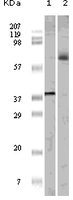 Anti-ELK1 Mouse Monoclonal Antibody [clone: 7E10D5 / 7E10E8]