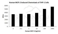 Human Recombinant MCP-2 / CCL8 (from E. coli)