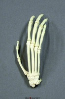 BoneClones® Gibbon Hand Skeleton, Rigid