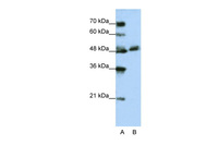 Anti-WDR13 Rabbit Polyclonal Antibody