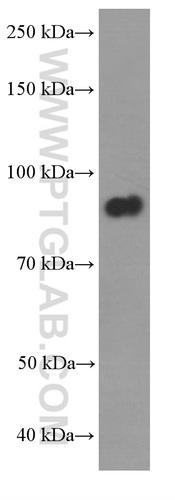 DBC1 antibody