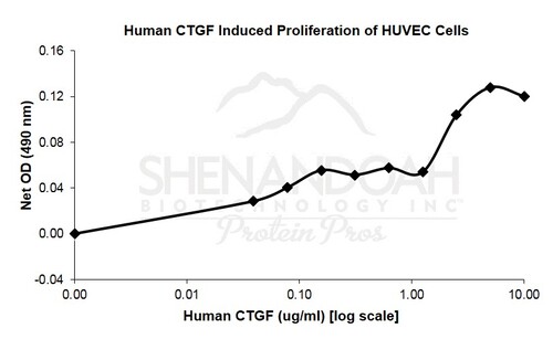 Human Recombinant CTGF (from <i>E. coli</i>)