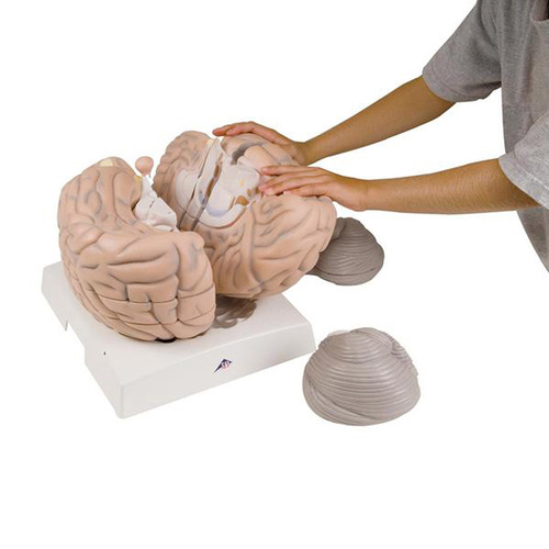 MODEL GIANT BRAIN 14PT