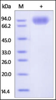 Human Recombinant Sirpa1 (from HEK293 Cells)