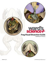 Frog Visual Dissection Guide