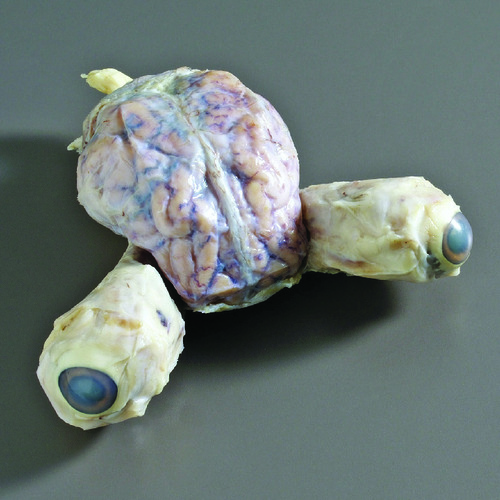 PIG BRAIN WITH EYES PAIL/1