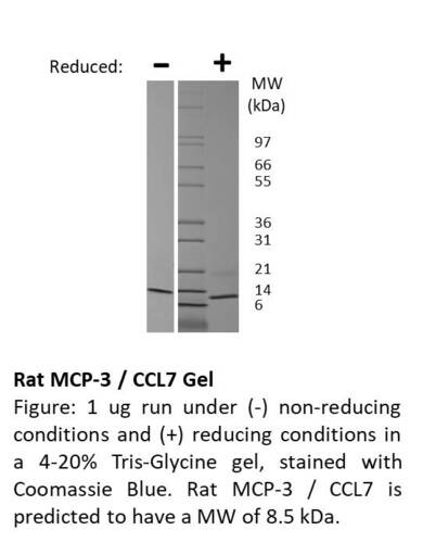 Rat Recombinant MCP-3 / CCL7 (from <i>E. coli)</i>