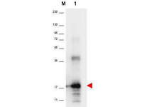 Anti-IL33 Rabbit Polyclonal Antibody
