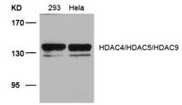 Anti-HDAC4/5/9 Rabbit Polyclonal Antibody