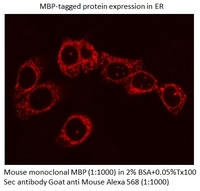 Anti-MBP-Tag Mouse Monoclonal Antibody [clone: 4C6H4]