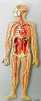 Eisco® Circulatory System