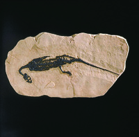 Pachypleurosaurus edwardsi (Triassic)
