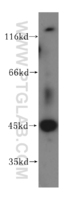 Anti-TIMM44 Rabbit Polyclonal Antibody