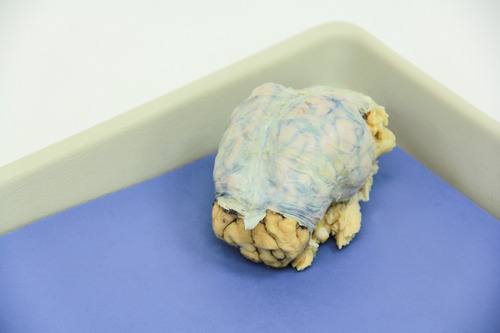 Brain preserved pig packaged 1 per pail