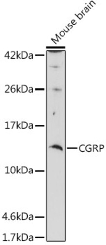 Anti-CGRP-1 Rabbit Polyclonal Antibody