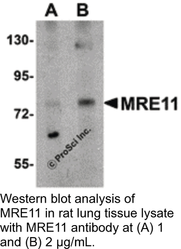 Antibody MRE11 0.1MG