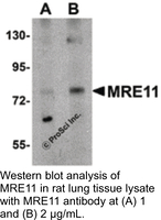 Anti-MRE11 Rabbit Polyclonal Antibody