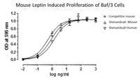 Mouse Recombinant Leptin (from E. coli)